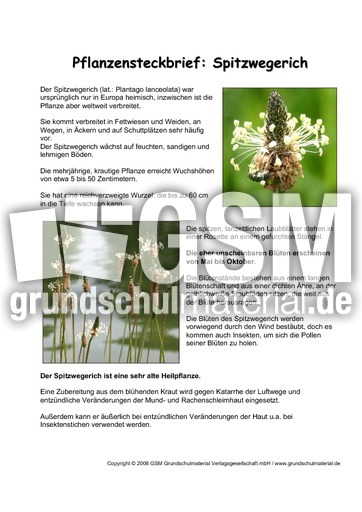 Pflanzensteckbrief-Spitzwegerich.pdf